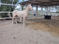 घोड़ा, Akhal-Teke — फ़ोटो 4
