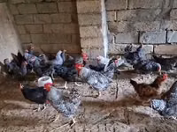 Chickens — Foto 6