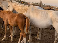 Адуу (бүлэг, хүйс заагаагүй), Horse breed — 8 зураг