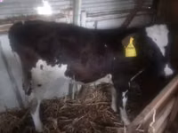 母牛, Holstein breed — 照片 2