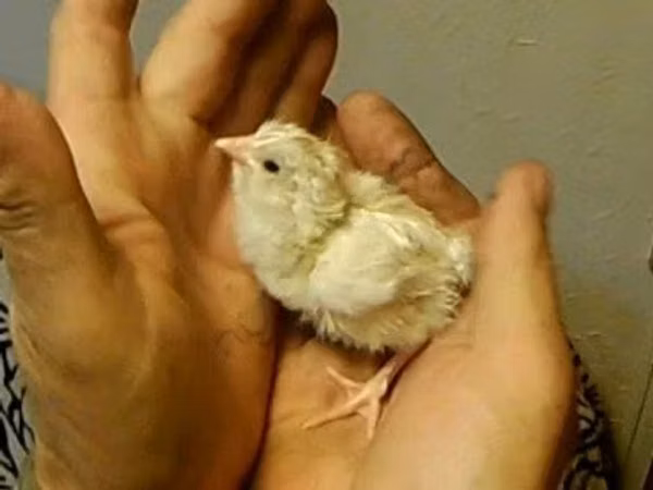 Adler Silver