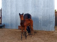 Азаргагүй морь, Arabian horse — 2 зураг