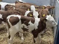 牛只（批次，未指定性别）, Simmental cattle — 照片 1