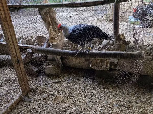 Chickens
