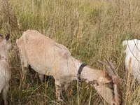 Ziege, Ziegen — Foto 3