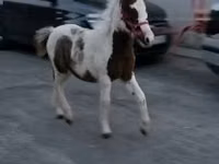 Yegua, Caballos — foto 1