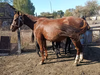 Yegua, Caballos — foto 2