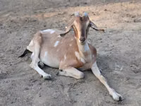 母山羊, Nubian Goat — 照片 2