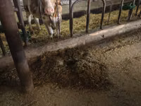بقرة, Simmental cattle — الصورة 5