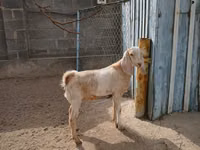 Ямаа, Kamori goats — 6 зураг