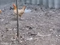 Chickens — foto 2