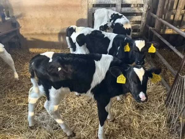 Бух, Russian Black pied cattle