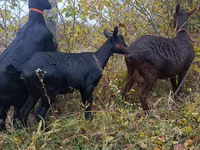 Ziege, Murcia-Granada goats — Foto 5