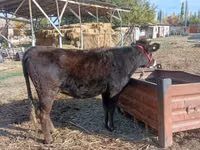بقرة, Swiss cattle — الصورة 3