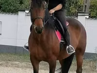 घोड़ी, Hungarian horse breed — फ़ोटो 1