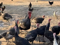 Turkeys — Foto 1
