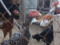चेक गोल्ड ब्रिंडल्ड हेन — फ़ोटो 8