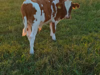 Bull, Cattle — photo 6