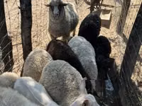 Хонь, Merino sheep — 7 зураг
