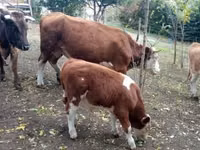Бух, French Simmental cattle — 4 зураг
