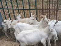 عنزة, Saanen goat — الصورة 6