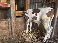 Bulle, Simmental cattle — Foto 2