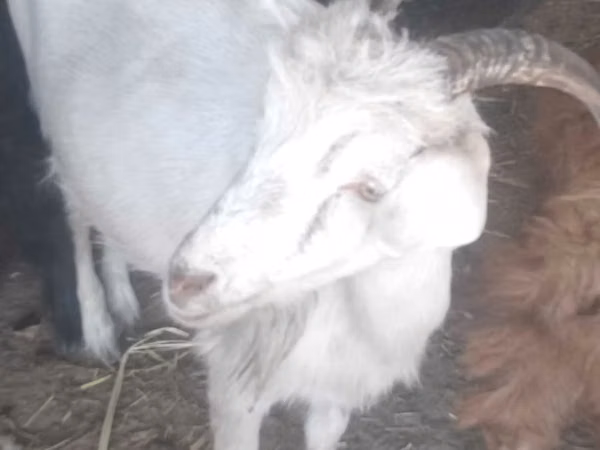 Billy Goat, Goats