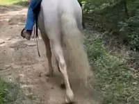 公马, Kentucky mountain daddle horse — 照片 2