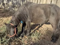 Caballo, Caballos — foto 2