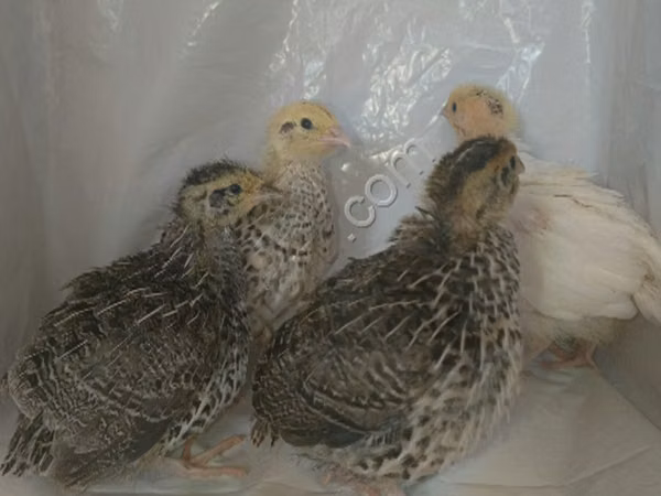 Quails