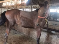 Mare, Thoroughbred horse — photo 7