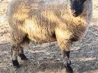 Хуц, Shroshire sheep — 3 зураг