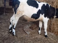 Toro, Russian Black pied cattle — foto 1
