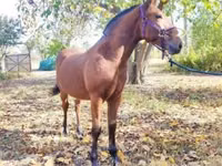 Horse (M), Nonius horse — photo 5