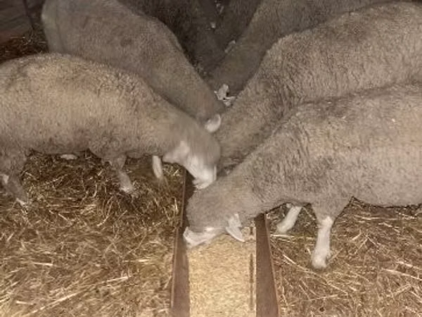 Ram, Ile-de-France sheep