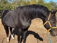 Caballo, Caballos — foto 1