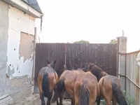 Horses (batch, sex not specified), Kazakh horse — photo 8