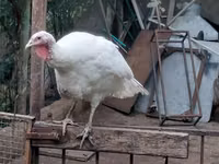 Turkeys — الصورة 2