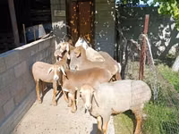भेड़, Arashan sheep — फ़ोटो 3