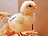 Adler Silver — foto 4