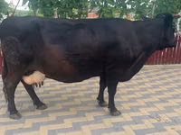 Kuh, Russian Black pied cattle — Foto 2