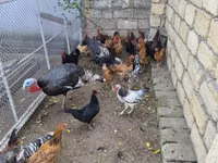 Chickens — photo 6