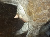 Cow, Cattle — photo 3