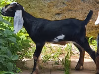 Ямаа, Nubian Goat — 3 зураг