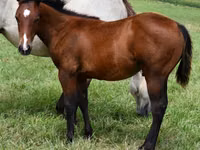 घोड़ा, Quarter Horse — फ़ोटो 1