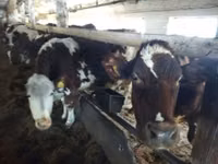 Bovinos (lote, sexo no especificado), Simmental cattle — foto 2