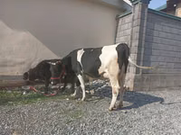 Vaca, Raza Holstein — foto 4