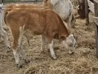 Toro, Simmental cattle — foto 7