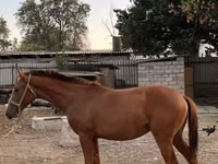 घोड़ा, Kazakh horse — फ़ोटो 2