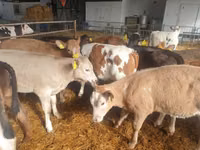 सांड, Simmental cattle — फ़ोटो 1